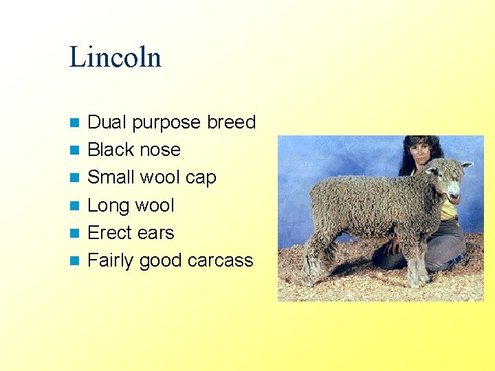 Lincoln n n n Dual purpose breed Black nose Small wool cap Long wool