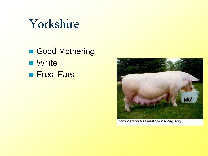 Yorkshire Good Mothering n White n Erect Ears n 