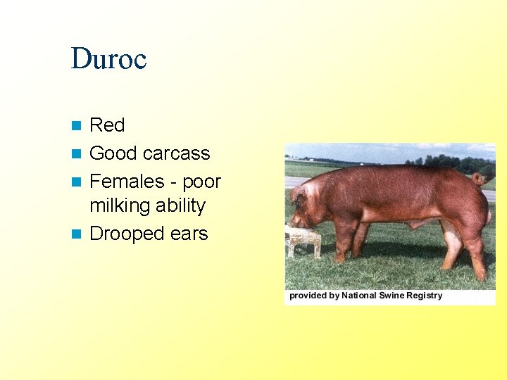 Duroc Red n Good carcass n Females - poor milking ability n Drooped ears