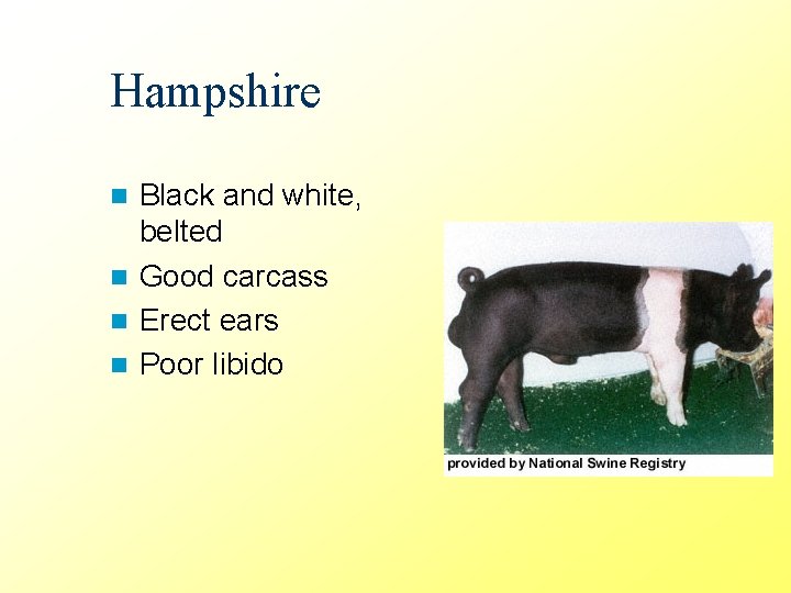 Hampshire Black and white, belted n Good carcass n Erect ears n Poor libido