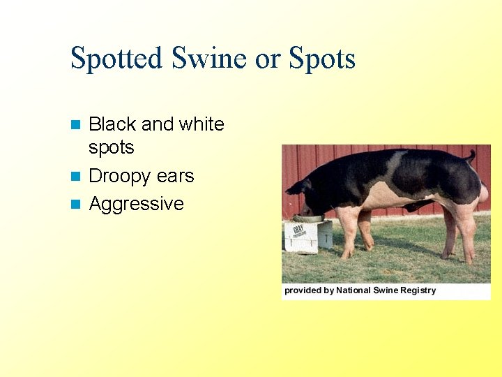 Spotted Swine or Spots Black and white spots n Droopy ears n Aggressive n