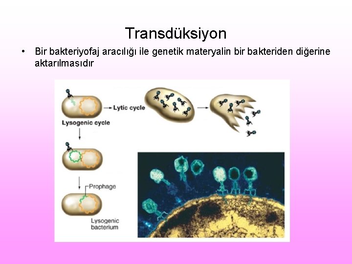 Transdüksiyon • Bir bakteriyofaj aracılığı ile genetik materyalin bir bakteriden diğerine aktarılmasıdır 