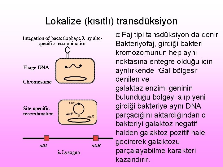 Lokalize (kısıtlı) transdüksiyon α Faj tipi tansdüksiyon da denir. Bakteriyofaj, girdiği bakteri kromozomunun hep