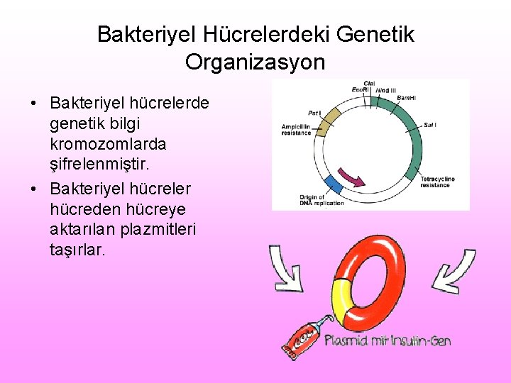 Bakteriyel Hücrelerdeki Genetik Organizasyon • Bakteriyel hücrelerde genetik bilgi kromozomlarda şifrelenmiştir. • Bakteriyel hücreler