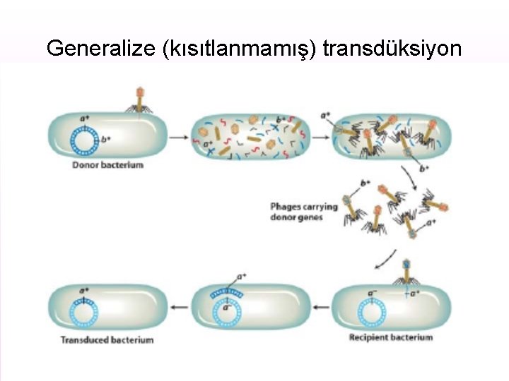 Generalize (kısıtlanmamış) transdüksiyon 