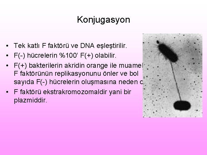 Konjugasyon • Tek katlı F faktörü ve DNA eşleştirilir. • F(-) hücrelerin %100’ F(+)