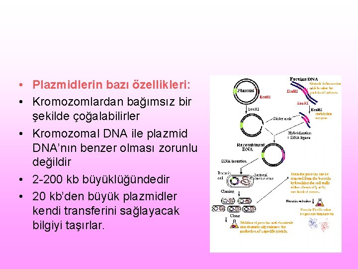  • Plazmidlerin bazı özellikleri: • Kromozomlardan bağımsız bir şekilde çoğalabilirler • Kromozomal DNA