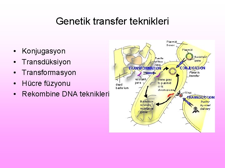 Genetik transfer teknikleri • • • Konjugasyon Transdüksiyon Transformasyon Hücre füzyonu Rekombine DNA teknikleri