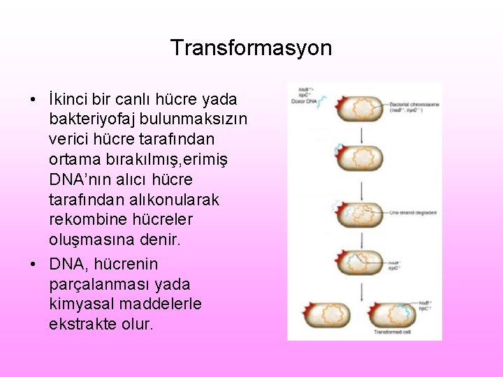 Transformasyon • İkinci bir canlı hücre yada bakteriyofaj bulunmaksızın verici hücre tarafından ortama bırakılmış,