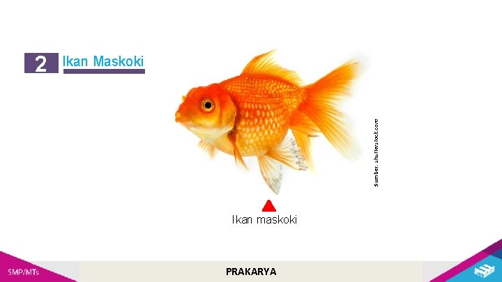 Ikan Maskoki Sumber: shutterstock. com 2 Ikan maskoki PRAKARYA 