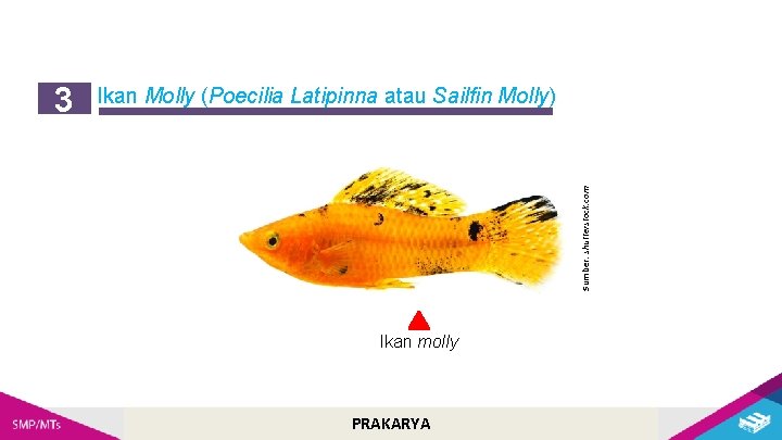 Ikan Molly (Poecilia Latipinna atau Sailfin Molly) Sumber: shutterstock. com 3 Ikan molly PRAKARYA