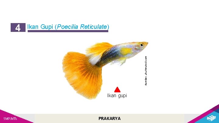 Ikan Gupi (Poecilia Reticulate) Sumber: shutterstock. com 4 Ikan gupi PRAKARYA 