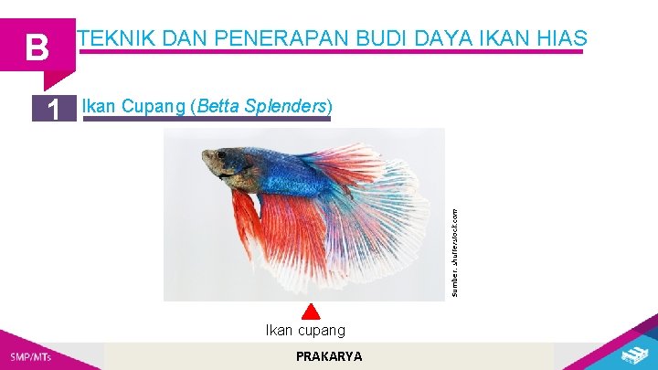 1 Ikan Cupang (Betta Splenders) Sumber: shutterstock. com B TEKNIK DAN PENERAPAN BUDI DAYA