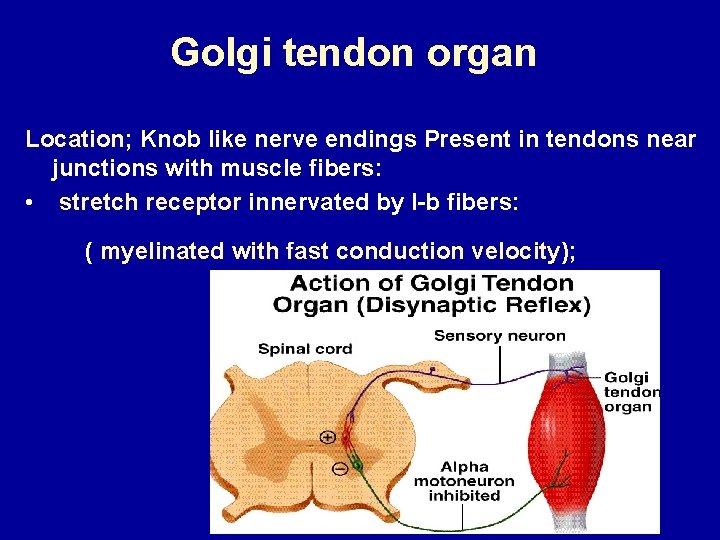 Golgi tendon organ Location; Knob like nerve endings Present in tendons near junctions with