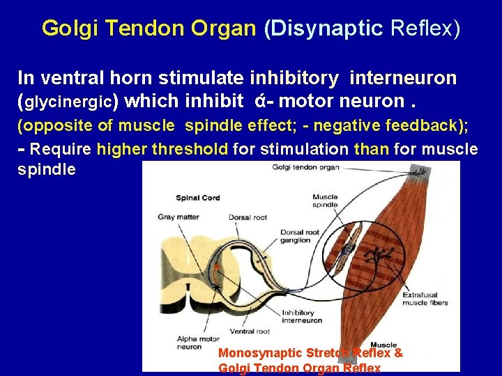 Golgi Tendon Organ (Disynaptic Reflex) In ventral horn stimulate inhibitory interneuron (glycinergic) which inhibit