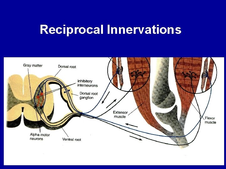 Reciprocal Innervations 