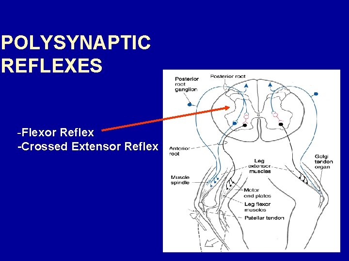 POLYSYNAPTIC REFLEXES -Flexor Reflex -Crossed Extensor Reflex 