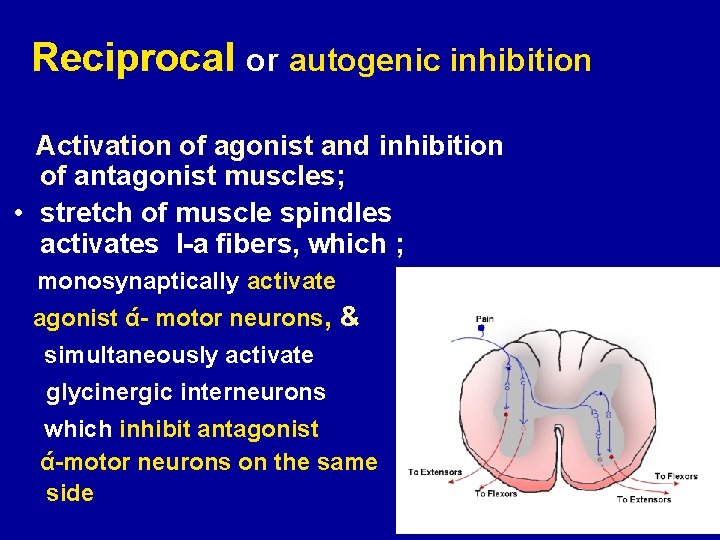 Reciprocal or autogenic inhibition Activation of agonist and inhibition of antagonist muscles; • stretch
