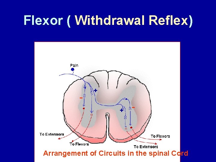 Flexor ( Withdrawal Reflex) - + + - Arrangement of Circuits in the spinal