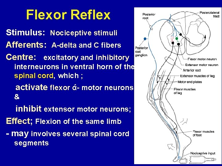 Flexor Reflex Stimulus: Nociceptive stimuli Afferents: A-delta and C fibers Centre: excitatory and inhibitory
