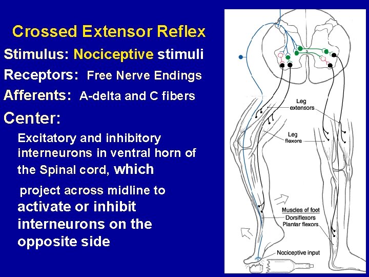 Crossed Extensor Reflex Stimulus: Nociceptive stimuli Receptors: Free Nerve Endings Afferents: A-delta and C