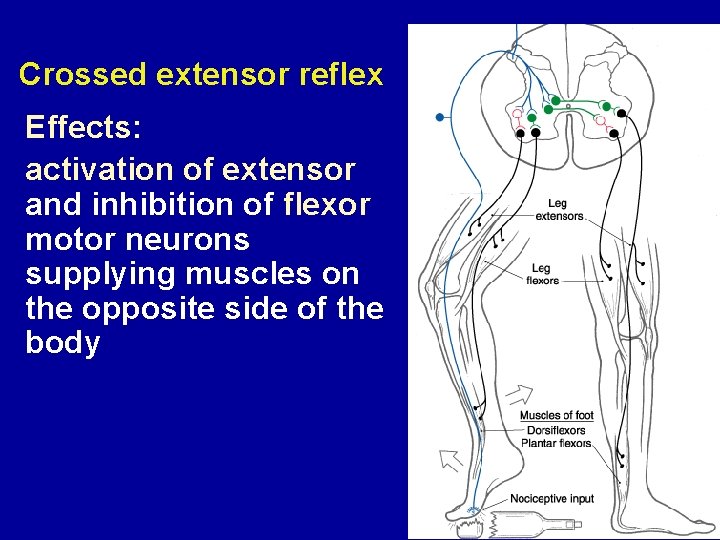 Crossed extensor reflex Effects: activation of extensor and inhibition of flexor motor neurons supplying