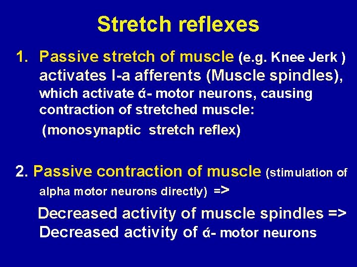 Stretch reflexes 1. Passive stretch of muscle (e. g. Knee Jerk ) activates I-a