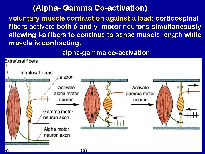 (Alpha- Gamma Co-activation) voluntary muscle contraction against a load: corticospinal fibers activate both ά