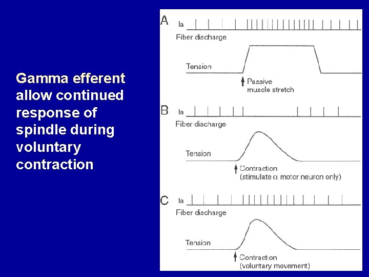 Gamma efferent allow continued response of spindle during voluntary contraction 