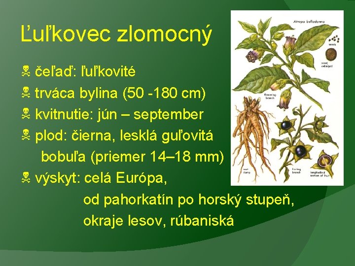 Ľuľkovec zlomocný čeľaď: ľuľkovité trváca bylina (50 -180 cm) kvitnutie: jún – september plod: