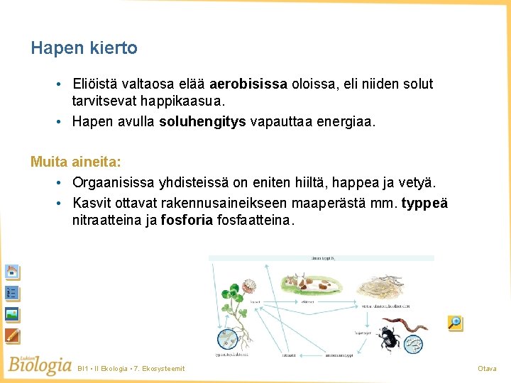 Hapen kierto • Eliöistä valtaosa elää aerobisissa oloissa, eli niiden solut tarvitsevat happikaasua. •