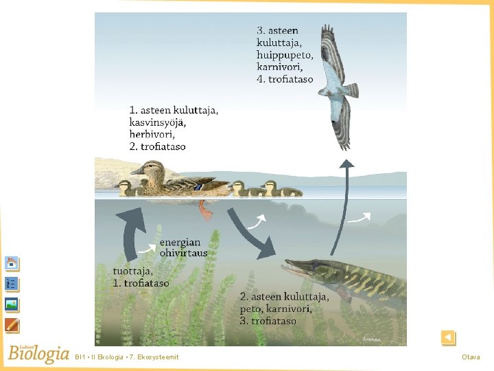 Kuva 1 BI 1 • II Ekologia • 7. Ekosysteemit Otava 