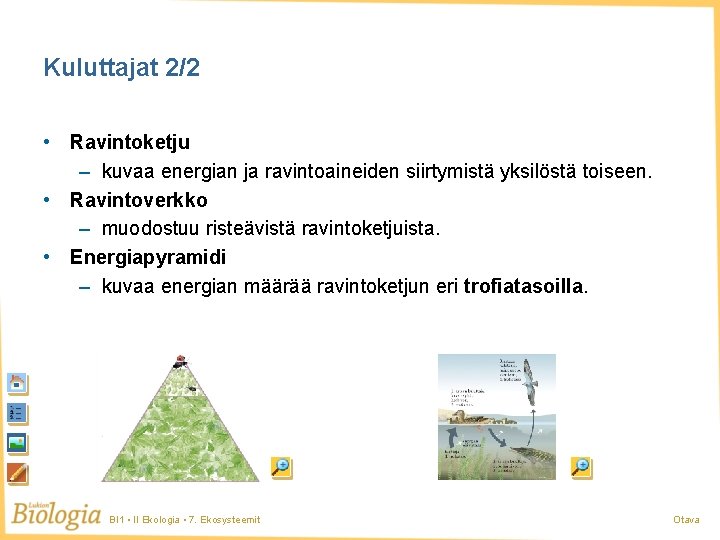 Kuluttajat 2/2 • Ravintoketju – kuvaa energian ja ravintoaineiden siirtymistä yksilöstä toiseen. • Ravintoverkko