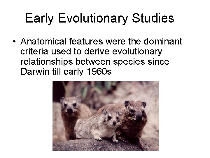 Early Evolutionary Studies • Anatomical features were the dominant criteria used to derive evolutionary