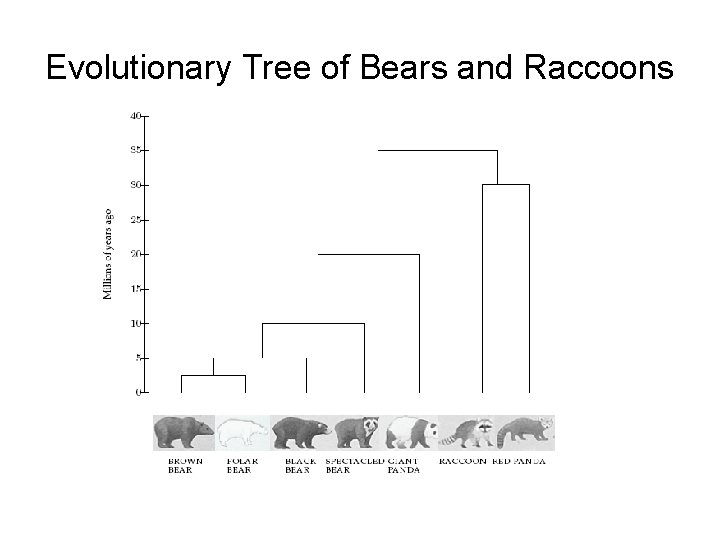 Evolutionary Tree of Bears and Raccoons 