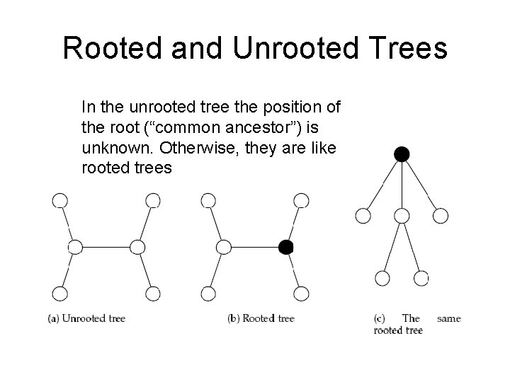 Rooted and Unrooted Trees In the unrooted tree the position of the root (“common