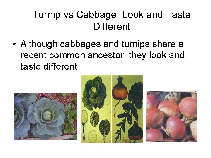 Turnip vs Cabbage: Look and Taste Different • Although cabbages and turnips share a