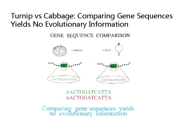 Turnip vs Cabbage: Comparing Gene Sequences Yields No Evolutionary Information 