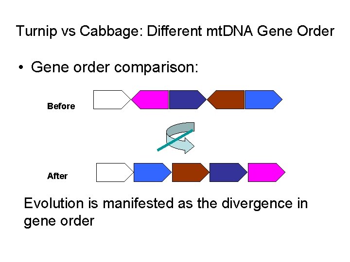 Turnip vs Cabbage: Different mt. DNA Gene Order • Gene order comparison: Before After