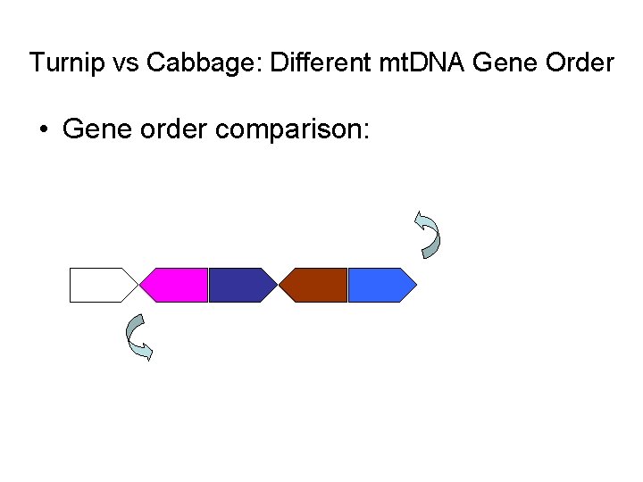 Turnip vs Cabbage: Different mt. DNA Gene Order • Gene order comparison: 