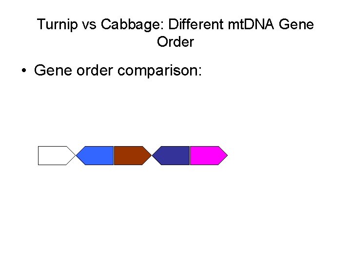 Turnip vs Cabbage: Different mt. DNA Gene Order • Gene order comparison: 