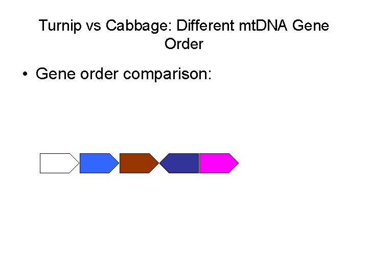 Turnip vs Cabbage: Different mt. DNA Gene Order • Gene order comparison: 