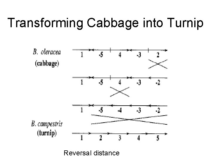 Transforming Cabbage into Turnip Reversal distance 