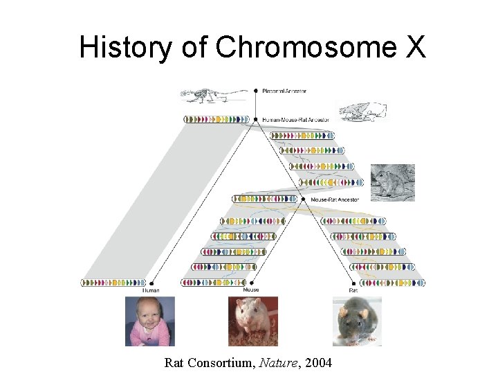 History of Chromosome X Rat Consortium, Nature, 2004 