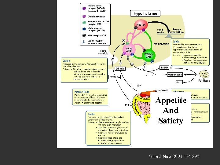 Appetite And Satiety Gale J Nutr 2004 134: 295 
