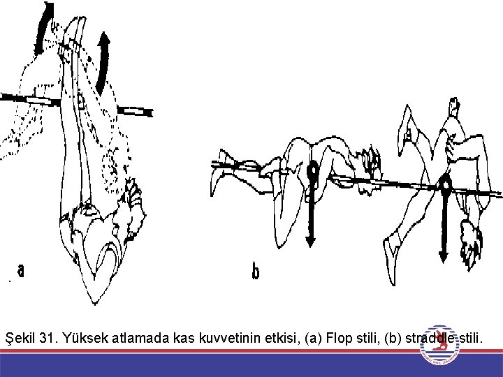 Şekil 31. Yüksek atlamada kas kuvvetinin etkisi, (a) Flop stili, (b) straddle stili. 