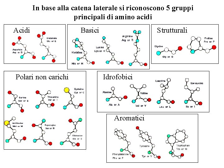 In base alla catena laterale si riconoscono 5 gruppi principali di amino acidi Acidi