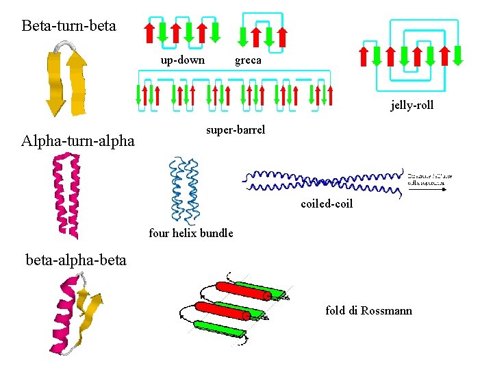 Beta-turn-beta up-down greca jelly-roll Alpha-turn-alpha super-barrel coiled-coil four helix bundle beta-alpha-beta fold di Rossmann