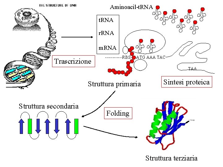 Aminoacil-t. RNA r. RNA m. RNA Trascrizione ------RBS----ATG AAA TAC TAA Struttura primaria Struttura