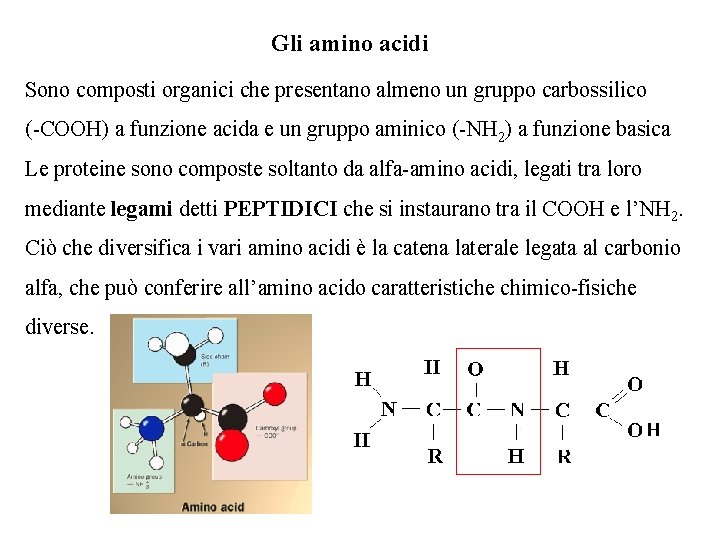 Gli amino acidi Sono composti organici che presentano almeno un gruppo carbossilico (-COOH) a